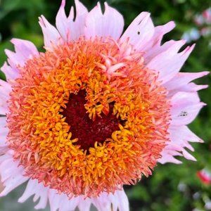 Meet your Posher, Krista